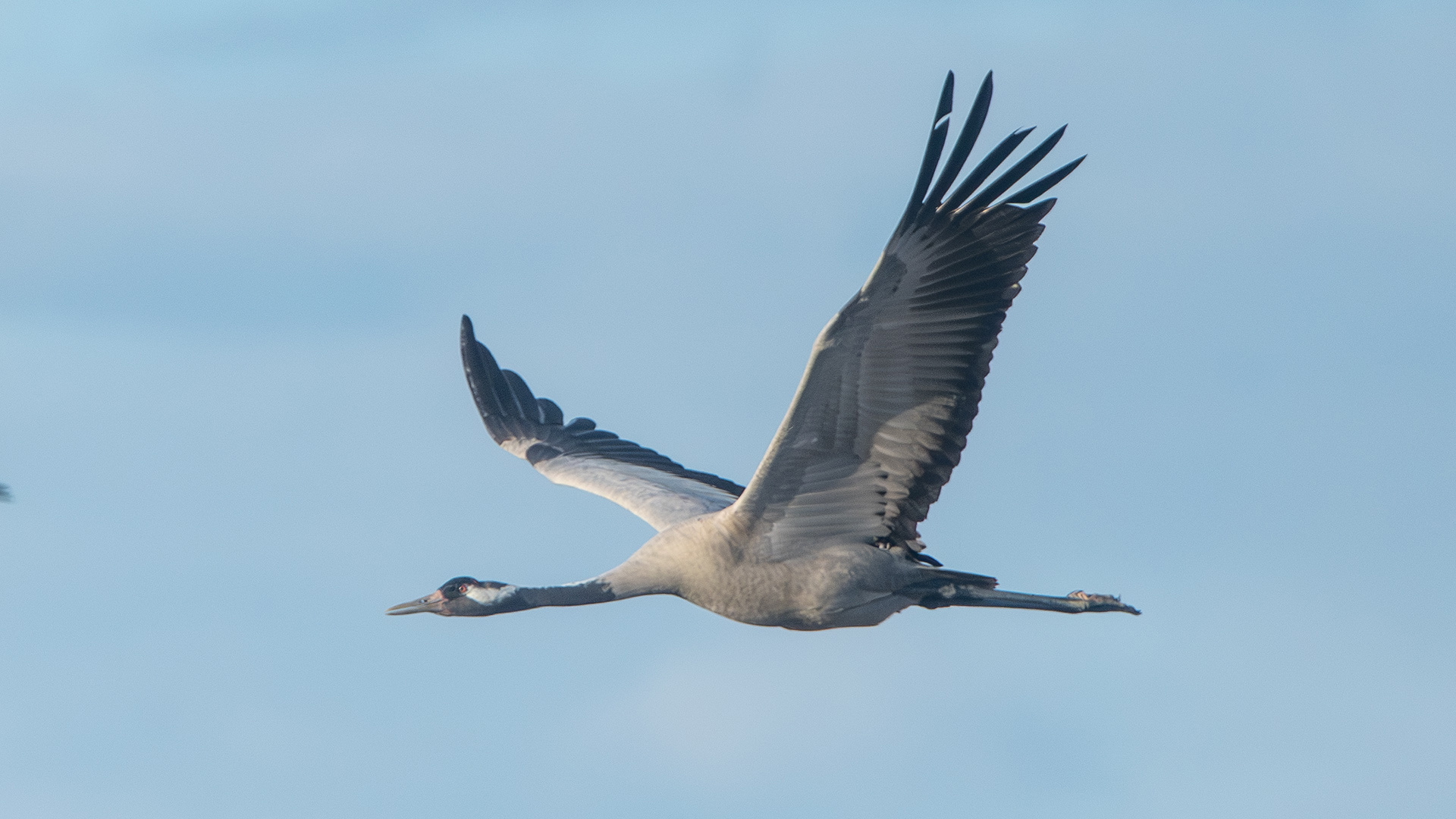 Common Crane